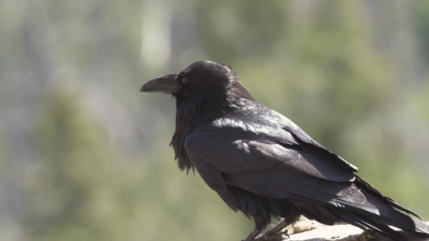 Sunlight shines on a raven sitting on a branch turning its head looking around
