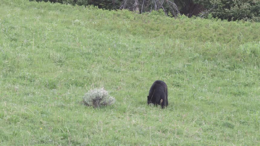 A large black bear walks across a lush green hillside and stops to forage in the grass