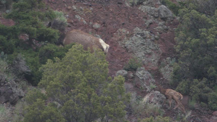 Two elk walking outdoors