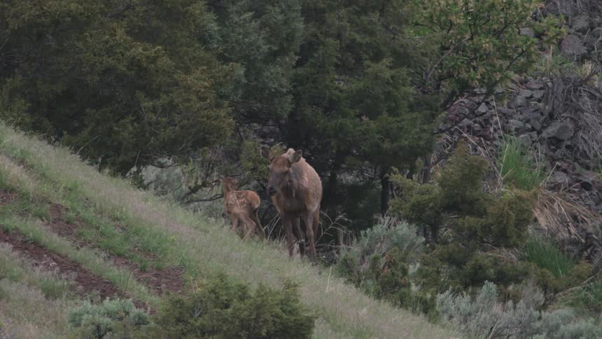 Female deer and her fawn stand on a grassy slope near the trees on an autumn day