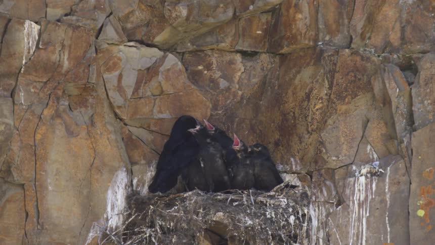 Fledglings chirping on a nest before a mother bird flies to them and feeds them outdoors during day time