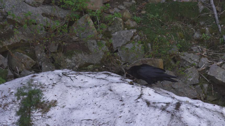 A raven stands on a patch of snow among rocks and sparse green plants during the day