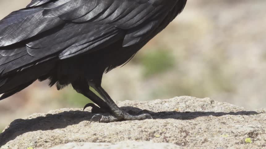 Raven's feet perched on rock