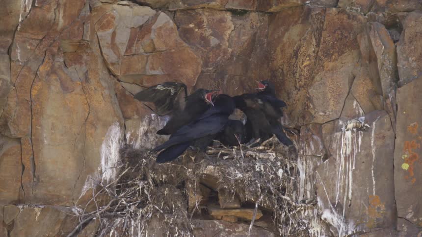 Juvenile birds open their beaks as the mother brings food to the nest