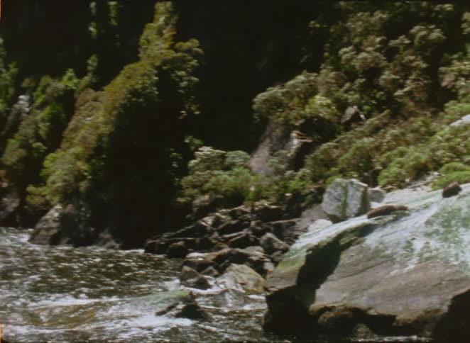 Large rock partially submerged in a river surrounded by vegetation