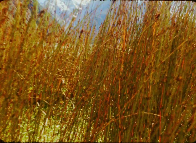 Tall golden grass sways in the wind on a rocky shore before a wide blue lake and massive snow capped mountains under a clear sky during the day