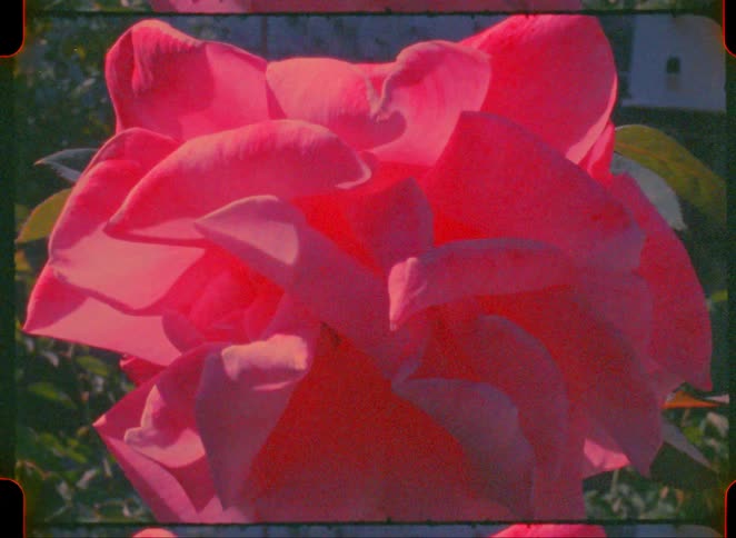 A view of a flower on a sunny day