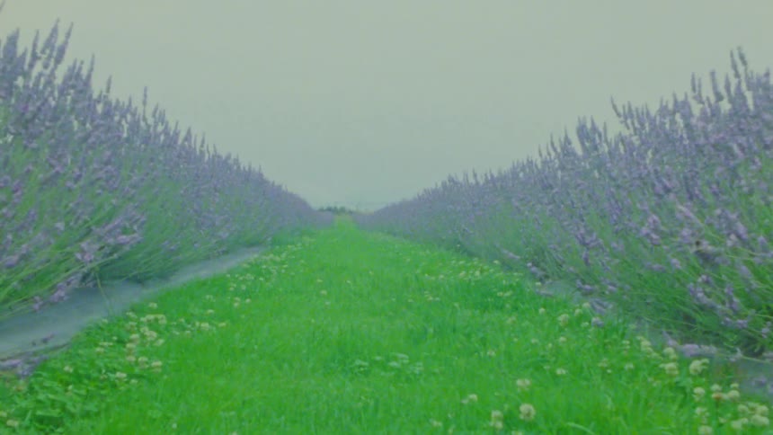 Field with rows of purple flowers and a strip of grass in the center under fog