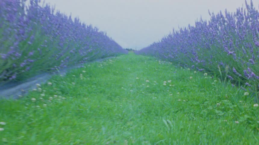 The camera moves at a low angle along a grassy path between two long symmetrical rows of blooming purple lavender under an overcast sky focusing on the vibrant floral landscape and the natural perspective of the farm rows stretching forward