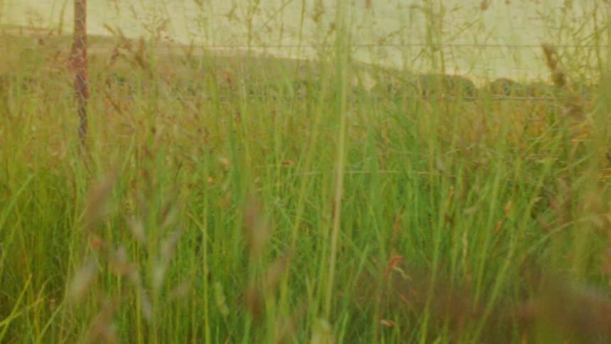 The long green field is covered with tall grass