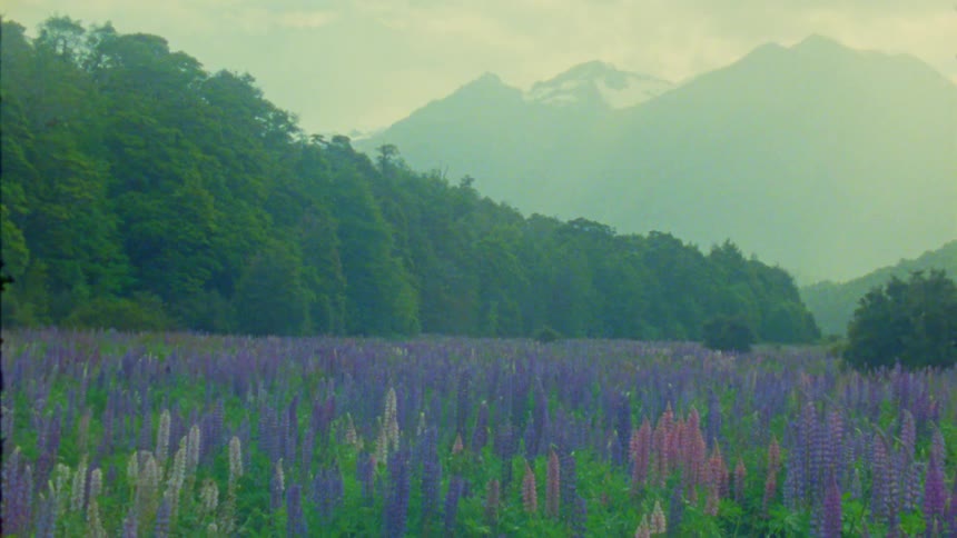 A field of purple and pink lupine flowers blooms in a valley with a lush green forest on one side and tall mountains partially covered in snow visible through a soft haze in the background