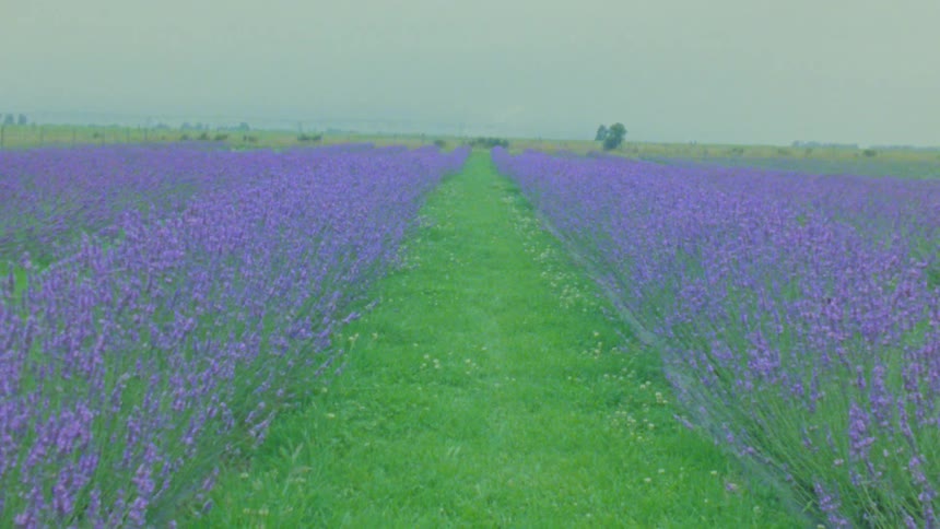 A view moving forward between long rows of purple lavender plants in a large field under an overcast sky
