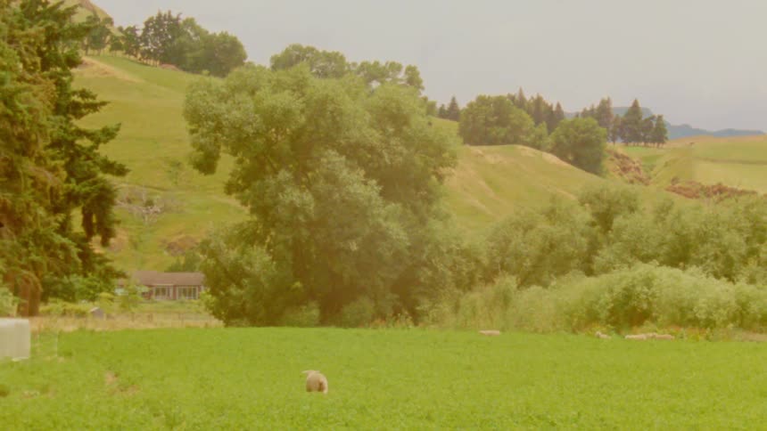 A group of sheep grazing in a lush green field set against a backdrop of rolling hills and dense trees the scene captures a peaceful rural landscape under soft lighting conveying a sense of quiet countryside life