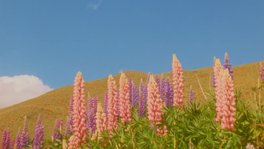 A series of plants blooming with flowers on a hill covered in green vegetation at midday