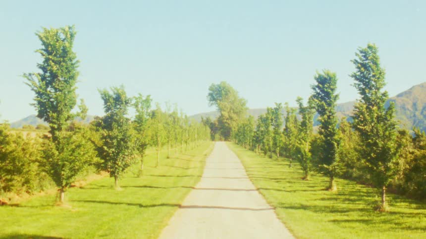 Videoa straight dirt road lined with two rows of tall green trees stretches through a grassy field toward a distant forest under a bright sky during the day