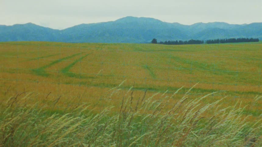 A vast open field of golden and green grass swaying gently in the breeze in the background a range of soft blue mountains sits under a pale overcast sky