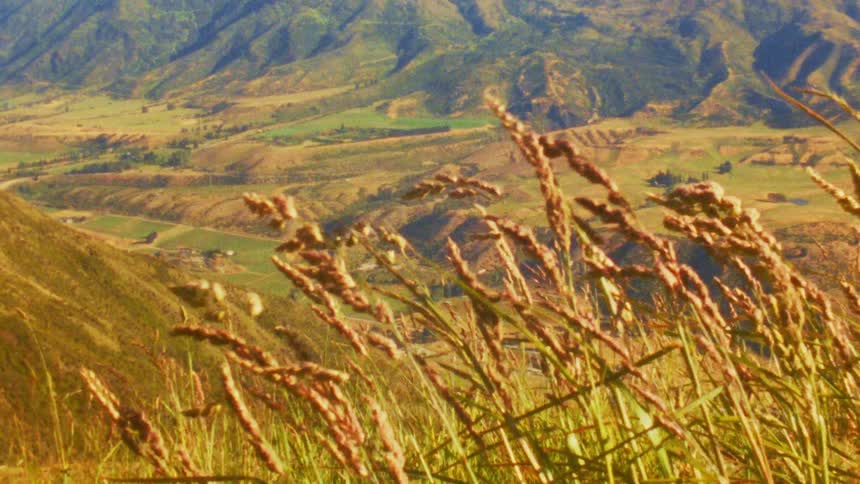 A plant atop a mountainous hill swaying in the wind with a mountain range in the background at midday