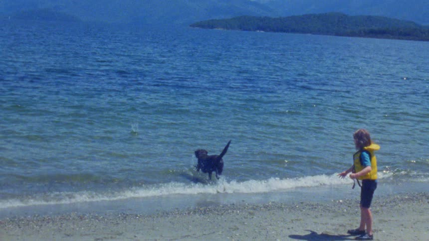 Dog walking on the beach with bathers