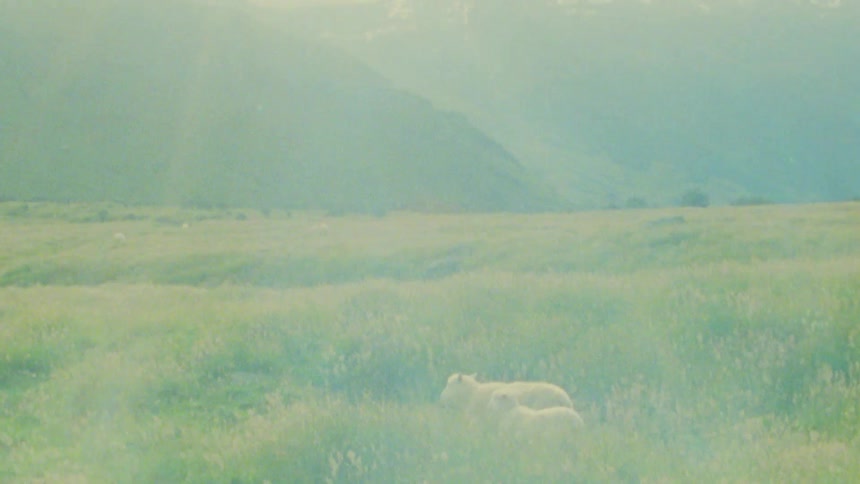 Two white sheep graze in a large field of green grass and wildflowers with hazy mountains visible in the distance under a bright sky with soft light