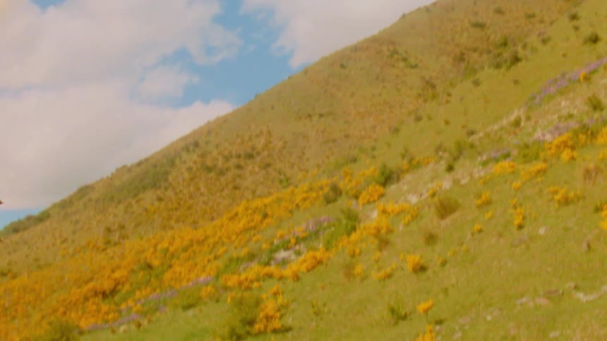 Against a backdrop of bright blue sky and drifting clouds a sunny green hillside filled with yellow wildflowers transitions as the view pans down to reveal a dense thicket of vibrant orangetinted foliage