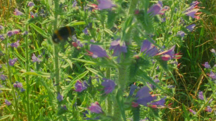 The bee flies around the flowers