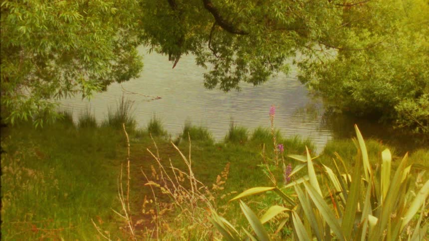 A serene lakeside scene framed by lush overhanging tree branches and wild coastal plants the footage has a warm vintage aesthetic that creates a nostalgic and peaceful atmosphere