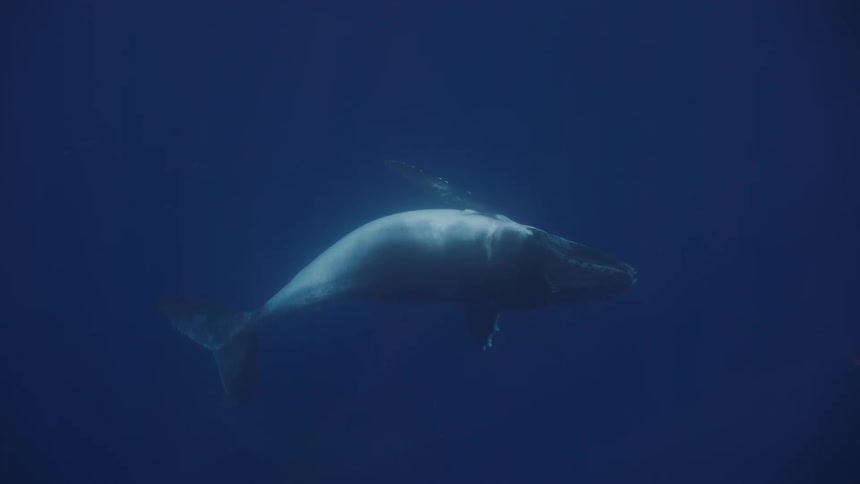 Whale swims in deep waters with low visibility