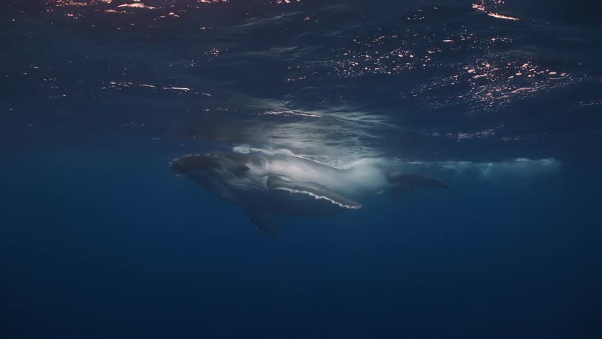 A whale swimming beneath the ocean surface at midday