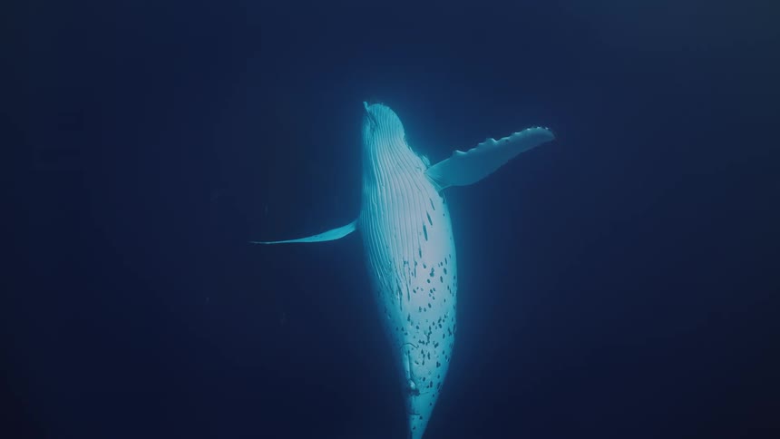 A large humpback whale with a white underside and dark spots swims slowly upward through deep blue water while moving its fins