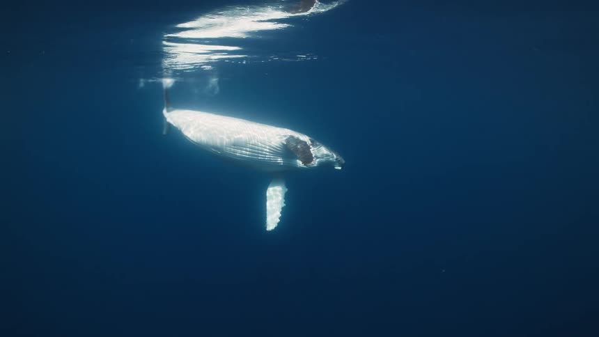 A large whale diving deep beneath the ocean surface at midday