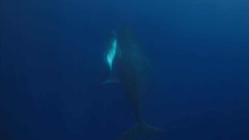 Two humpback whales a calf and an adult swim slowly deep underwater