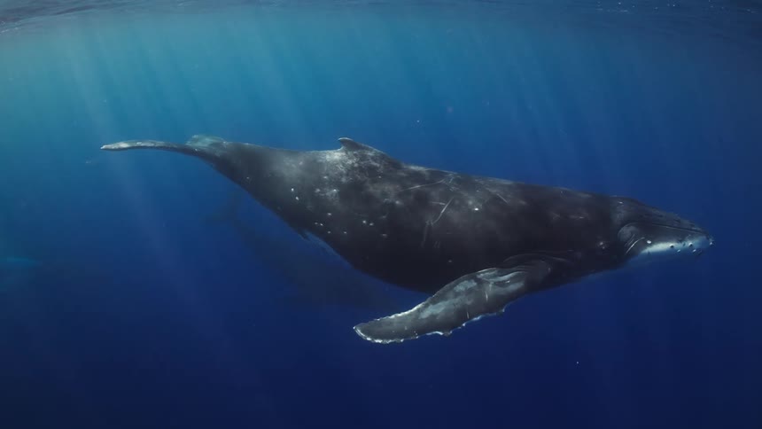 A whale swimming in the ocean