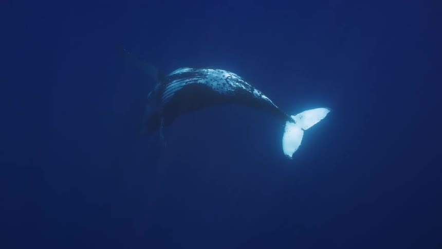 Large whale floats upside down underwater