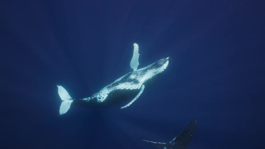 Two large whales float underwater
