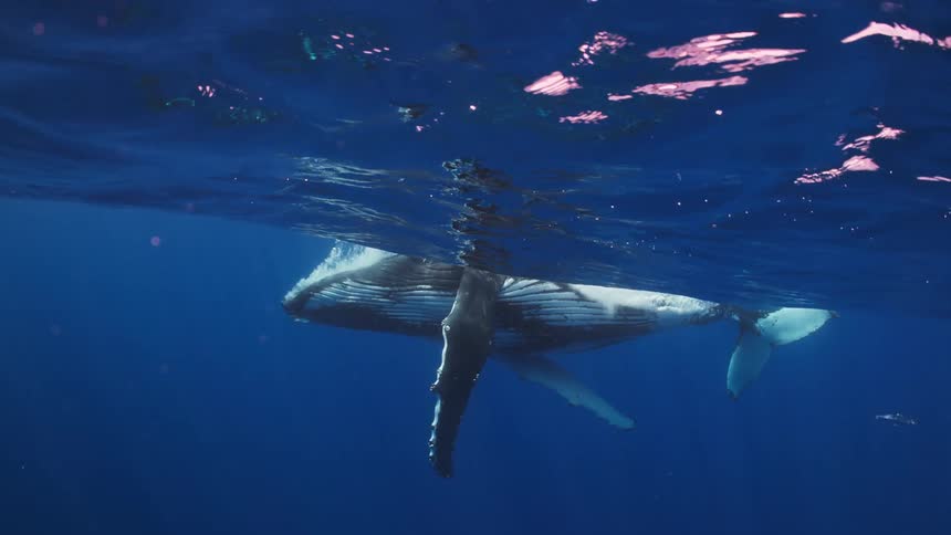 A humpback whale swims underwater before rising to the ocean surface