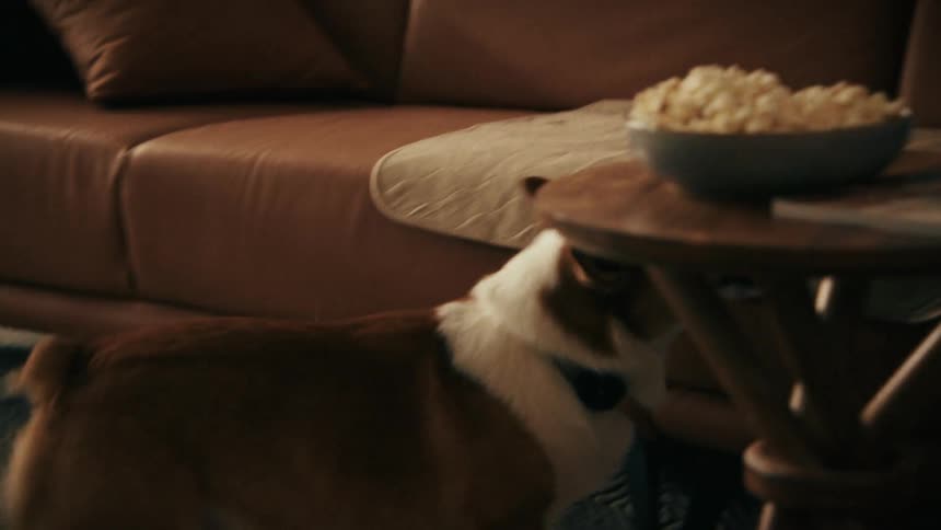 Dog sitting on a couch opens its mouth while a person extends a hand beside a table with a bowl