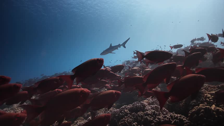 School of red fish swims over a reef while a shark approaches in the background