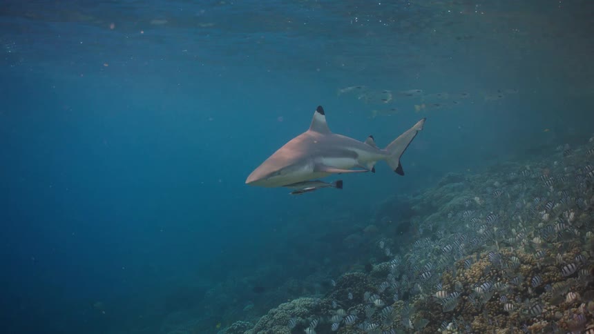Shark swimming in clear blue ocean above coral reef with school of striped fish