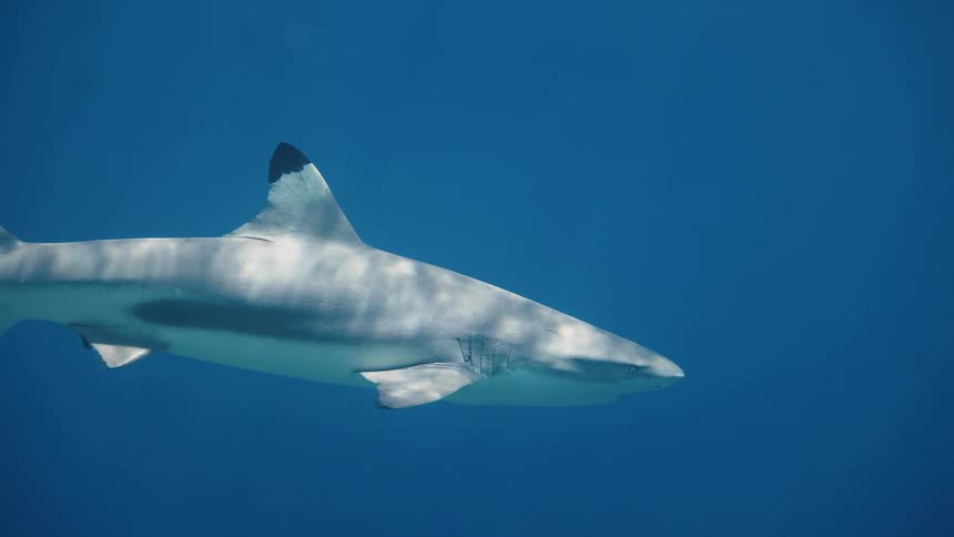 A grey shark with a dark tip on its dorsal fin swims through clear blue water with a smaller fish traveling closely underneath its body