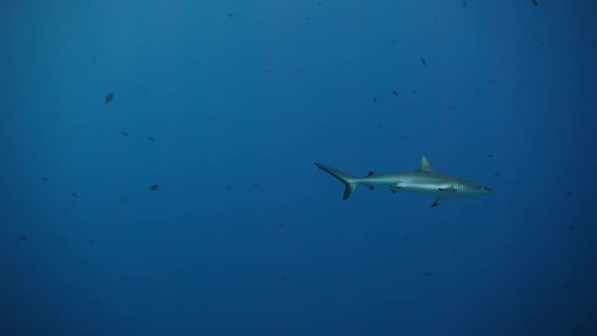 A shark swimming in the ocean