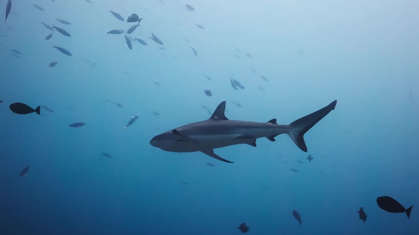 Shark swimming among fish underwater