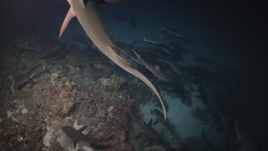 A large pack of gray reef sharks swims actively over a coral reef in the dark ocean