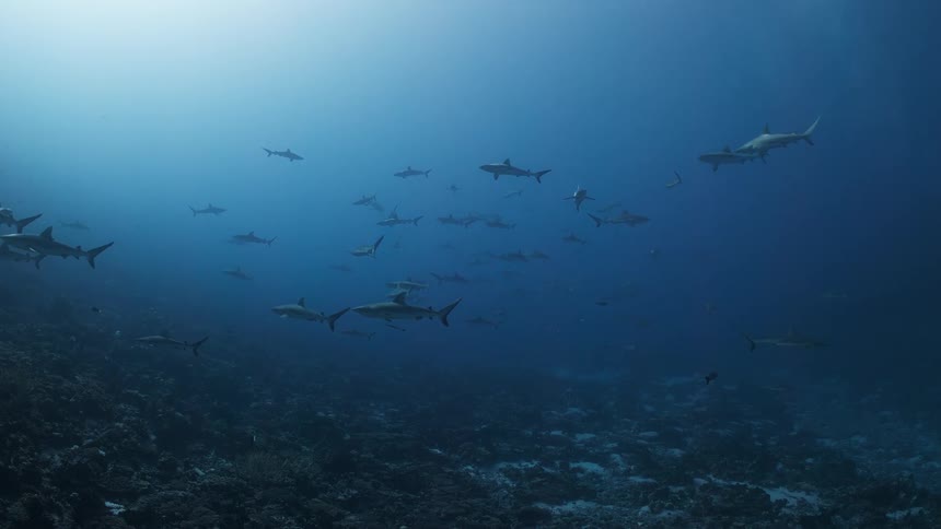 A shiver of silhouetted sharks drifts through deep blue water as bright sunlight pierces the surface from above casting a celestial glow over the predators as they glide gracefully through the tranquil vast open ocean