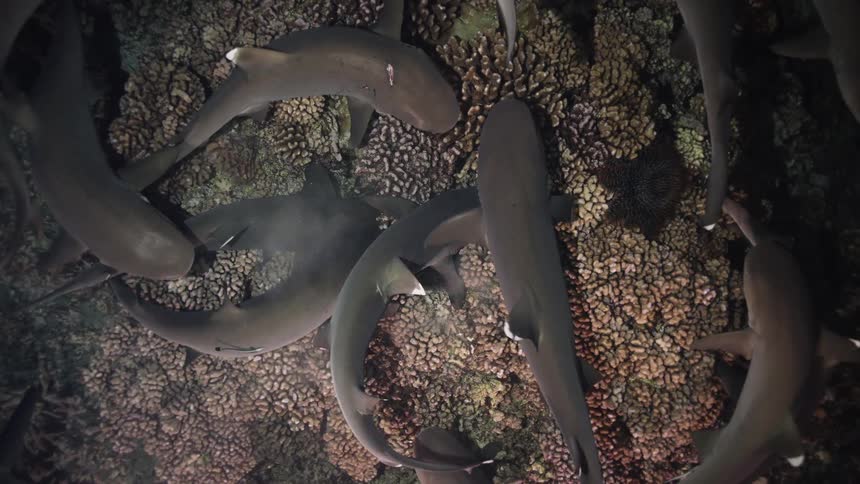 Sharks swimming over the seabed