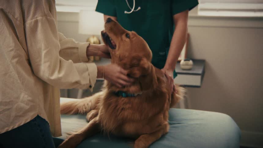 A golden retriever sits on a blue medical table while a veterinarian in green scrubs and an owner in a beige shirt comfort the pet during an examination inside a brightly lit clinic room with a window and small lamp
