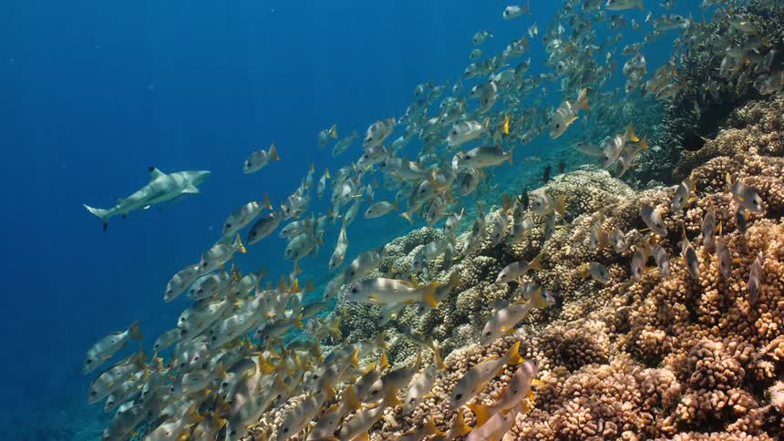 Some fish swimming in a reef