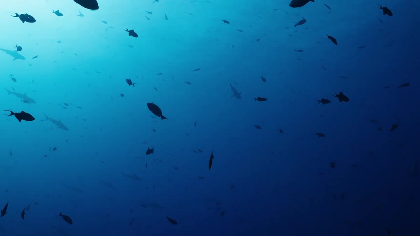 School of sharks and fish in deep waters