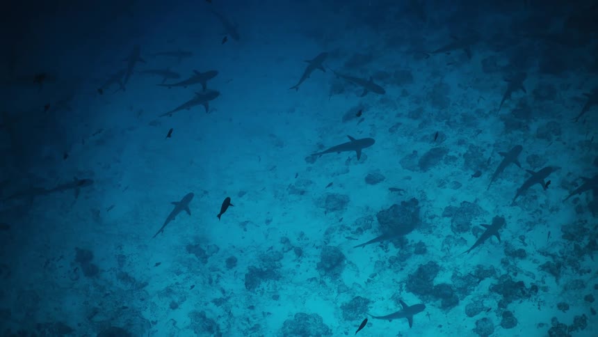 Sharks swimming above rocky seabed