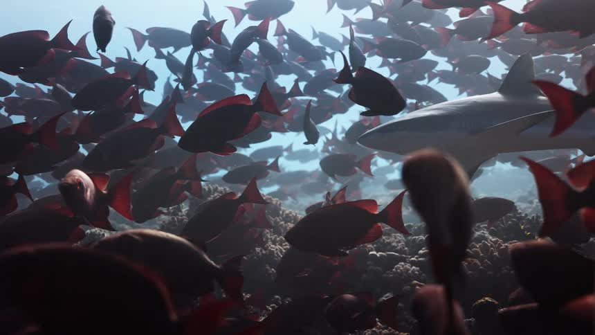A grey shark swims through a large school of dark fish with red fins over a coral reef in clear blue water
