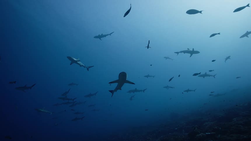 Numerous sharks swim peacefully through the deep blue depths of the ocean